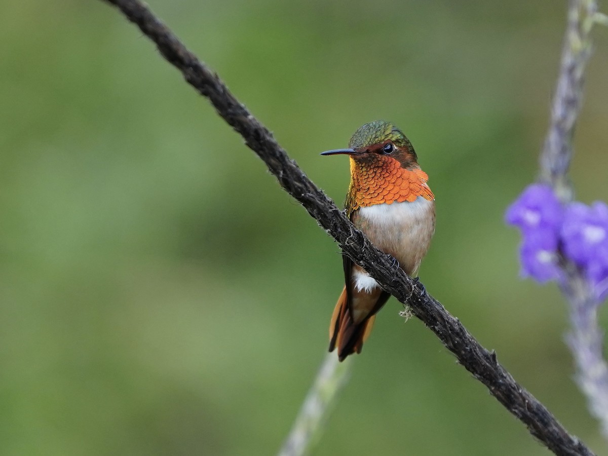 Scintillant Hummingbird - Carlos Ulate