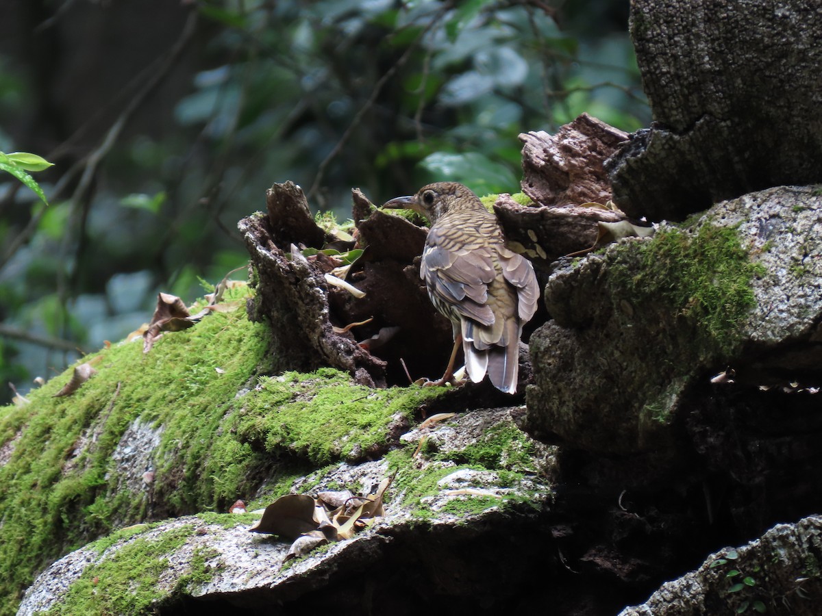 Russet-tailed Thrush - Jemaine Mulcahy