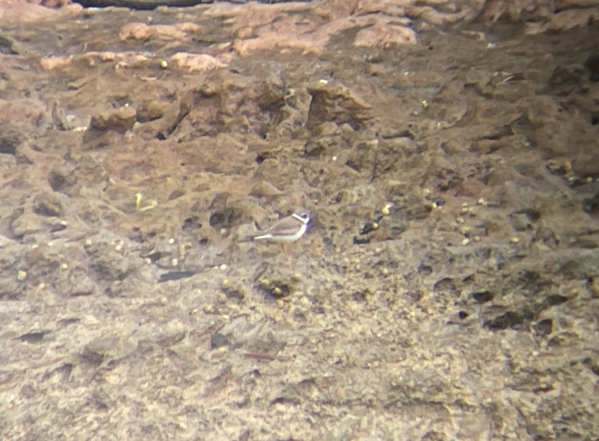 Semipalmated Plover - ML612316233