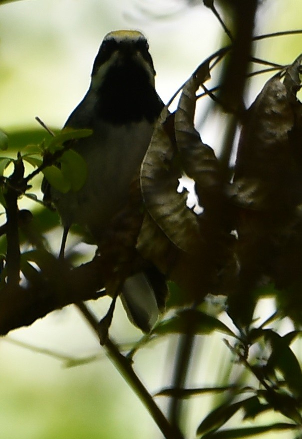 Golden-winged Warbler - M.K. McManus-Muldrow