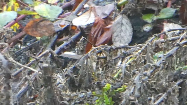 Dark-eyed Junco x White-throated Sparrow (hybrid) - ML612316326