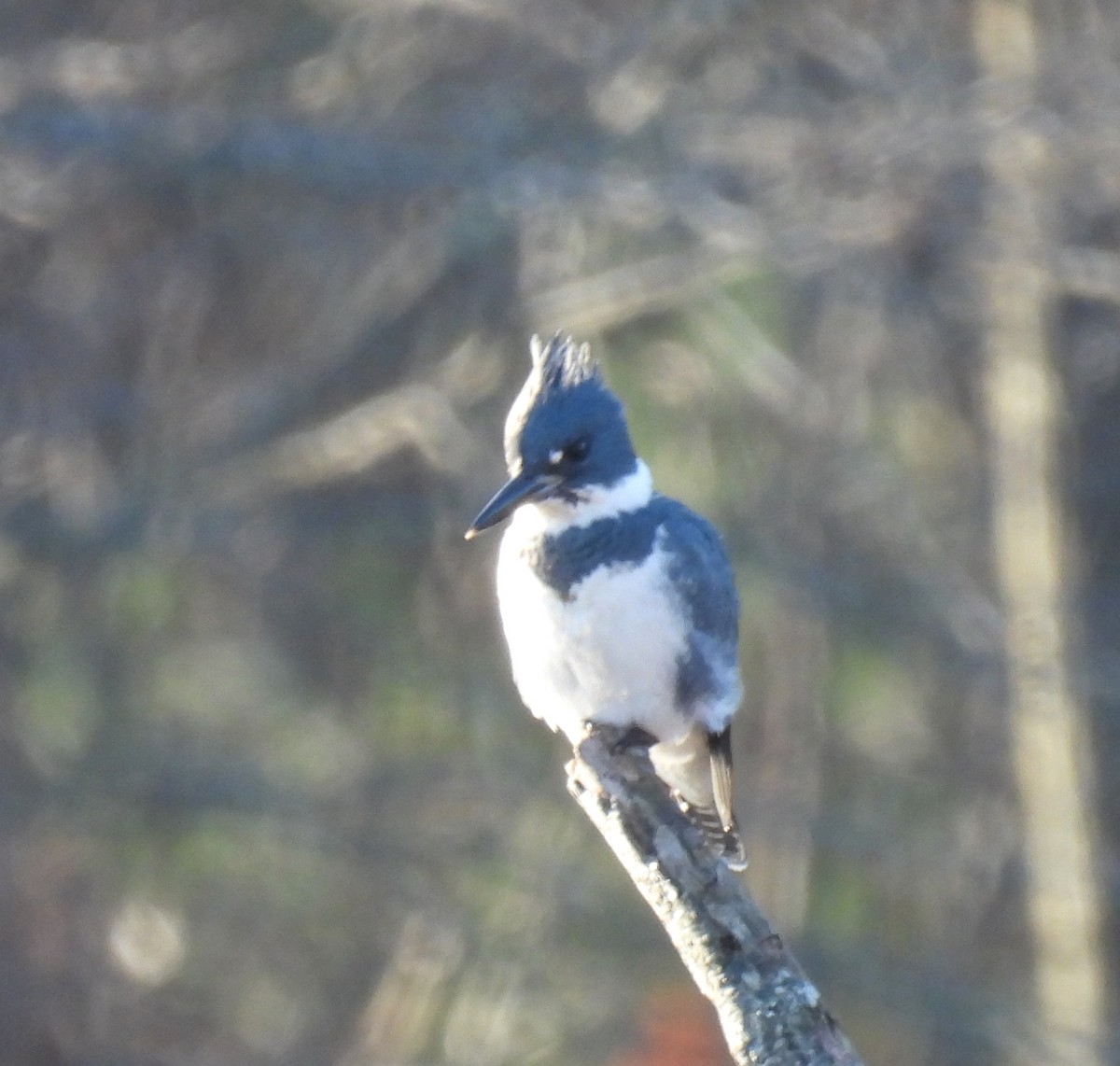 Belted Kingfisher - ML612316380