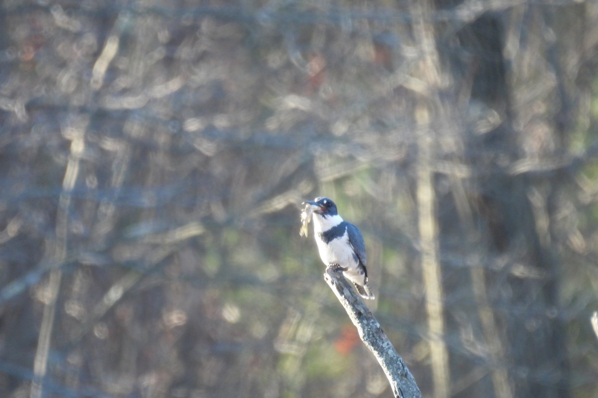 Belted Kingfisher - ML612316381
