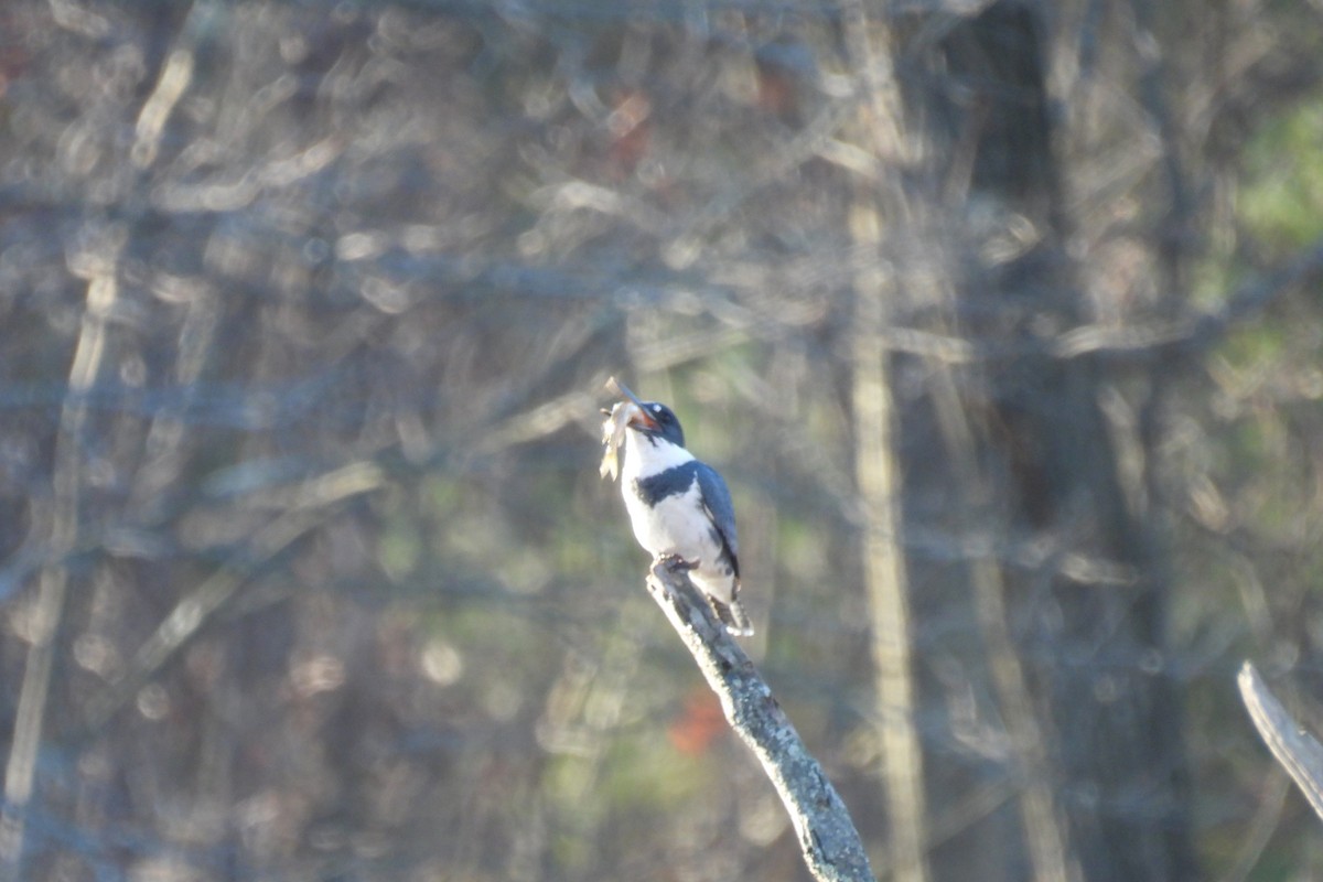 Belted Kingfisher - ML612316382