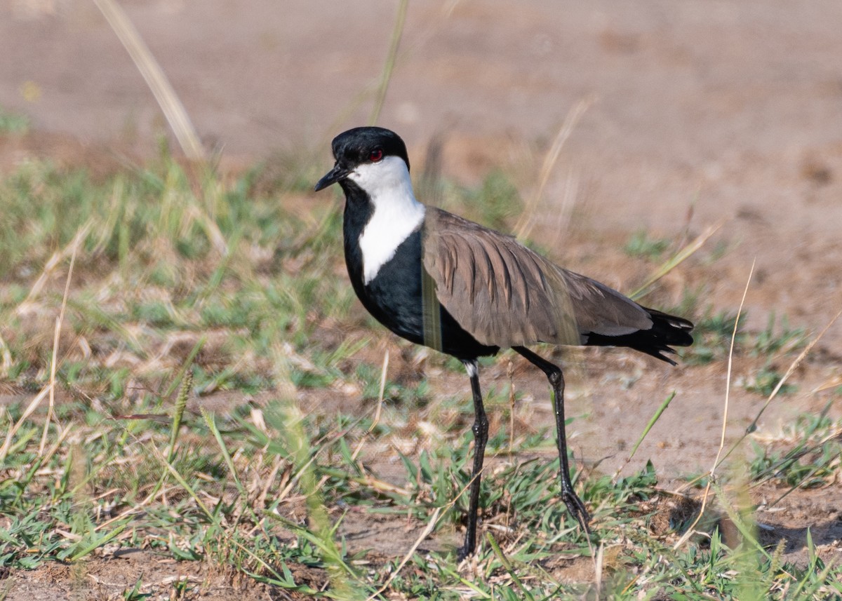 Spur-winged Lapwing - ML612316516