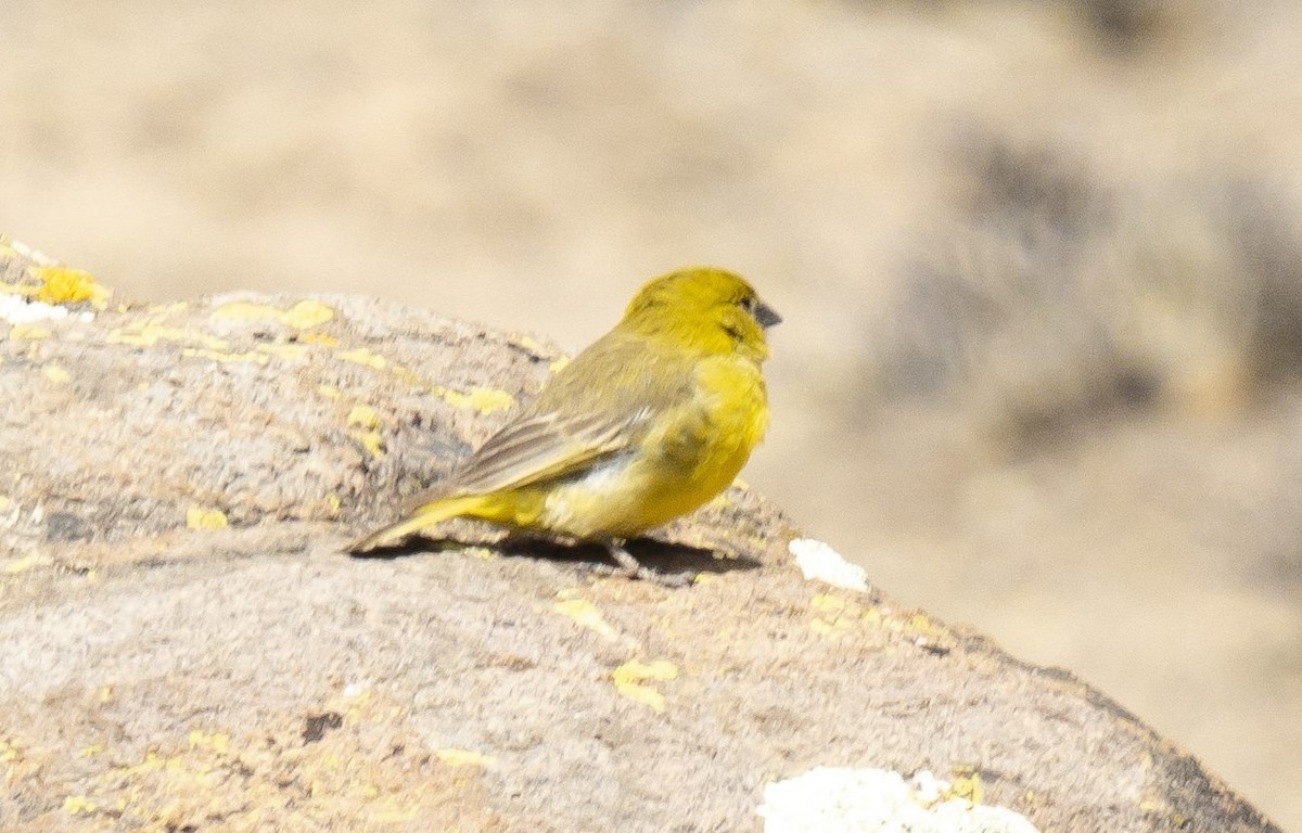 Puna Yellow-Finch - ML612316748