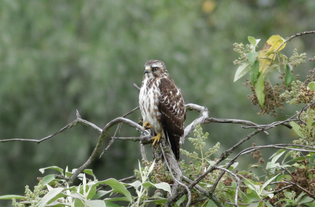 Broad-winged Hawk - Abril Heredia