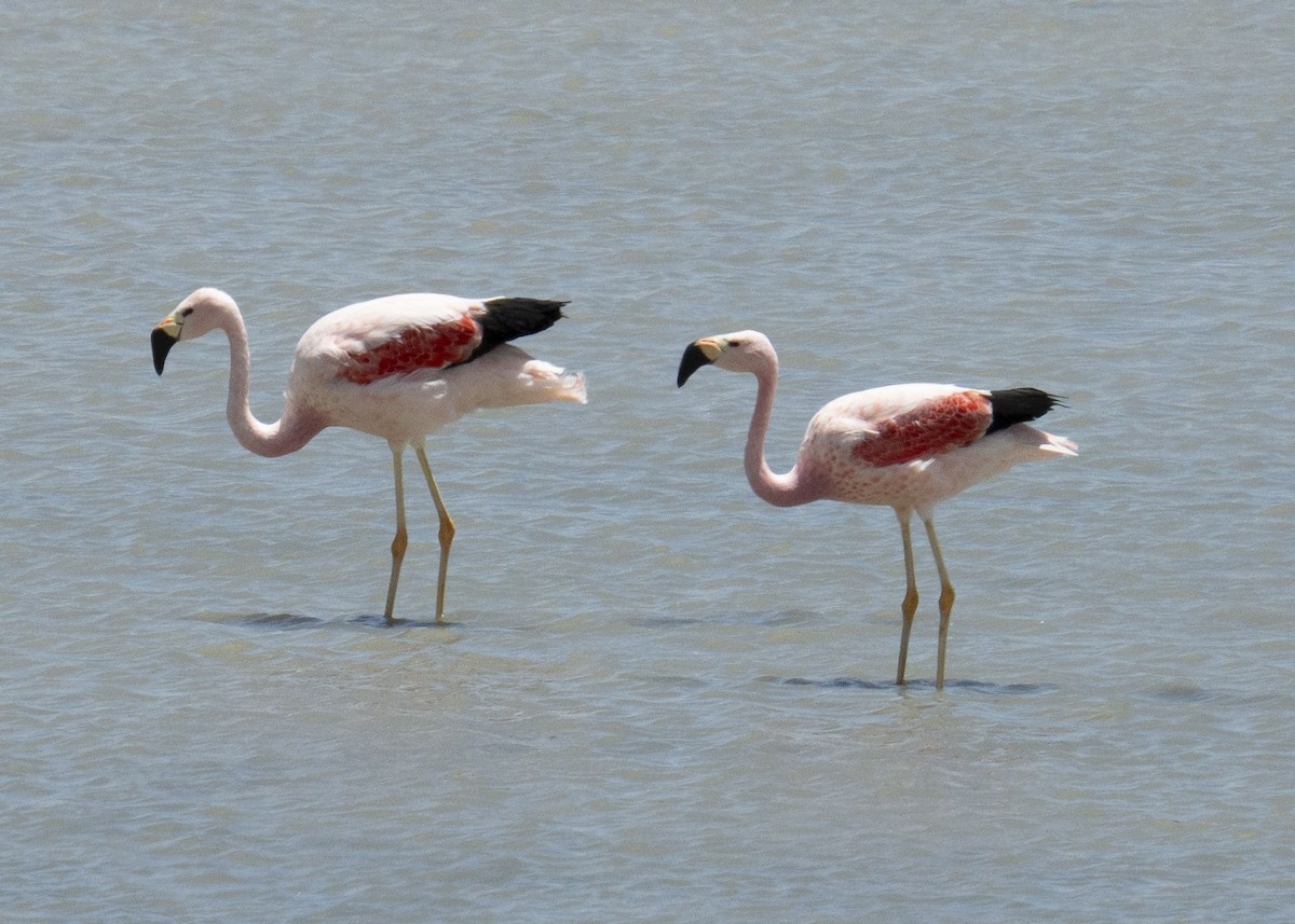 Andean Flamingo - Edwin Adderly Hancco Arenas