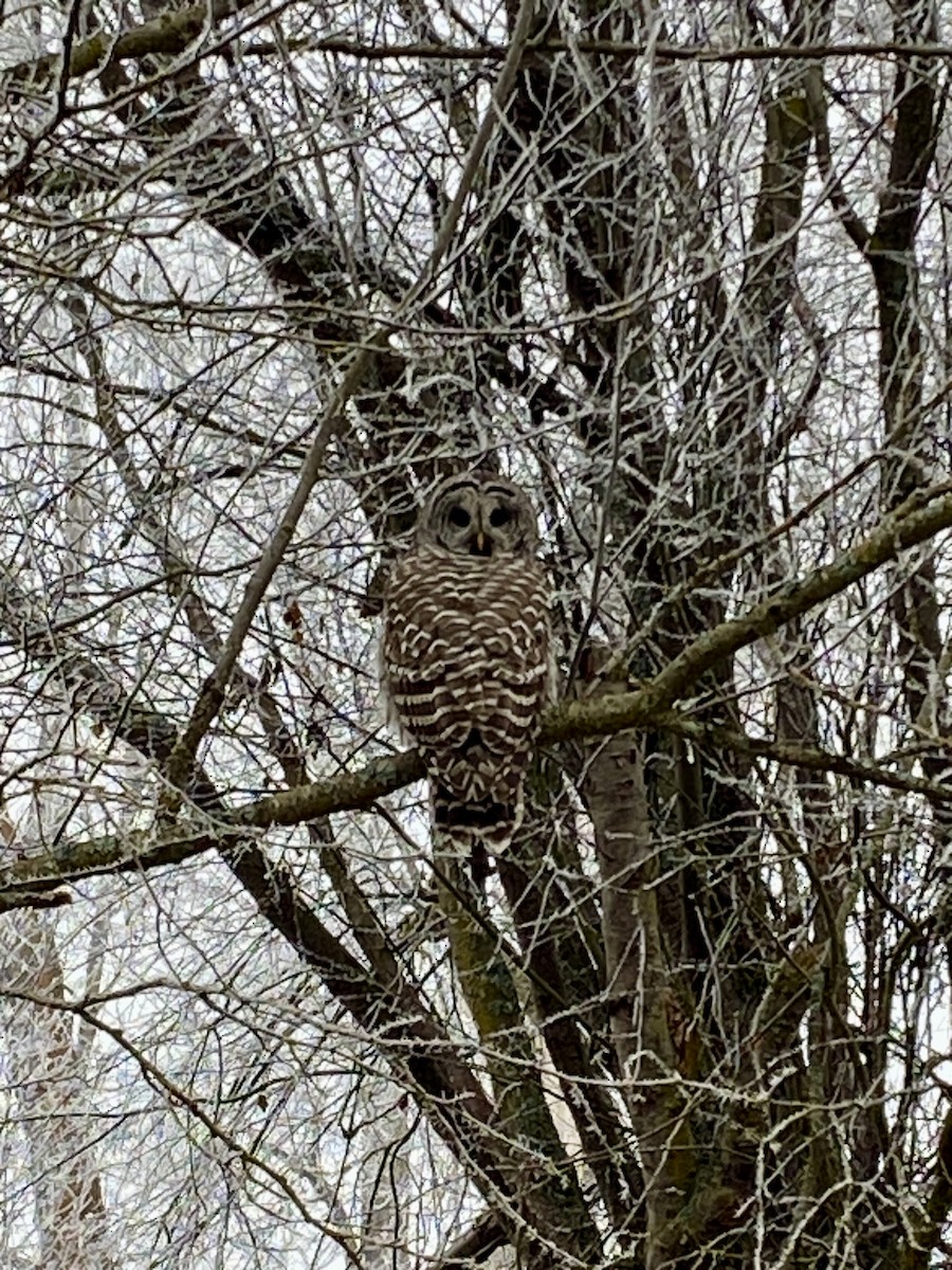 Barred Owl - ML612316965