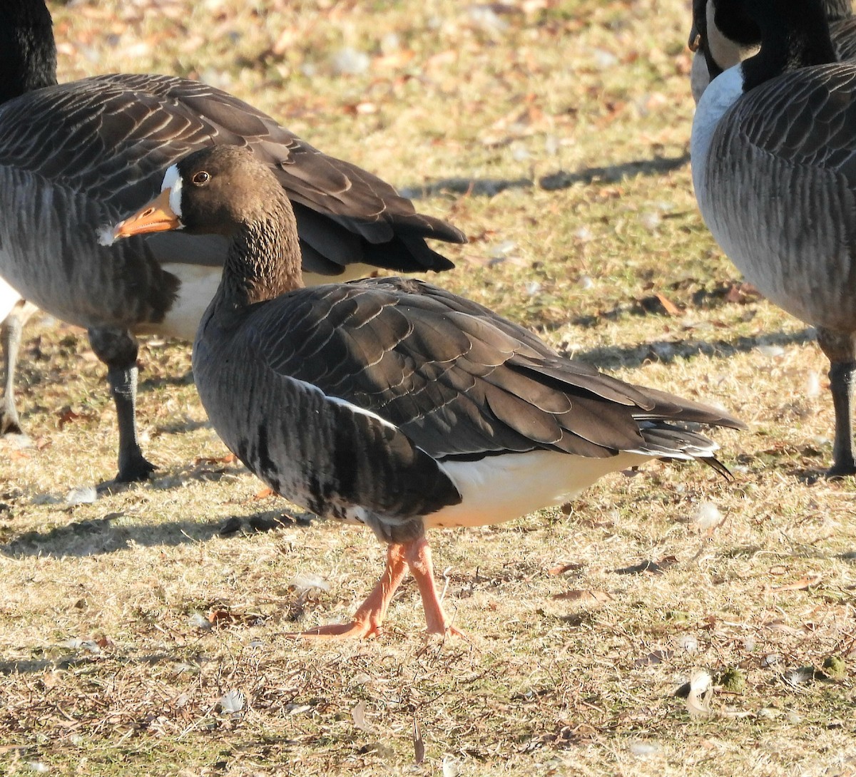 Greater White-fronted Goose - ML612317029