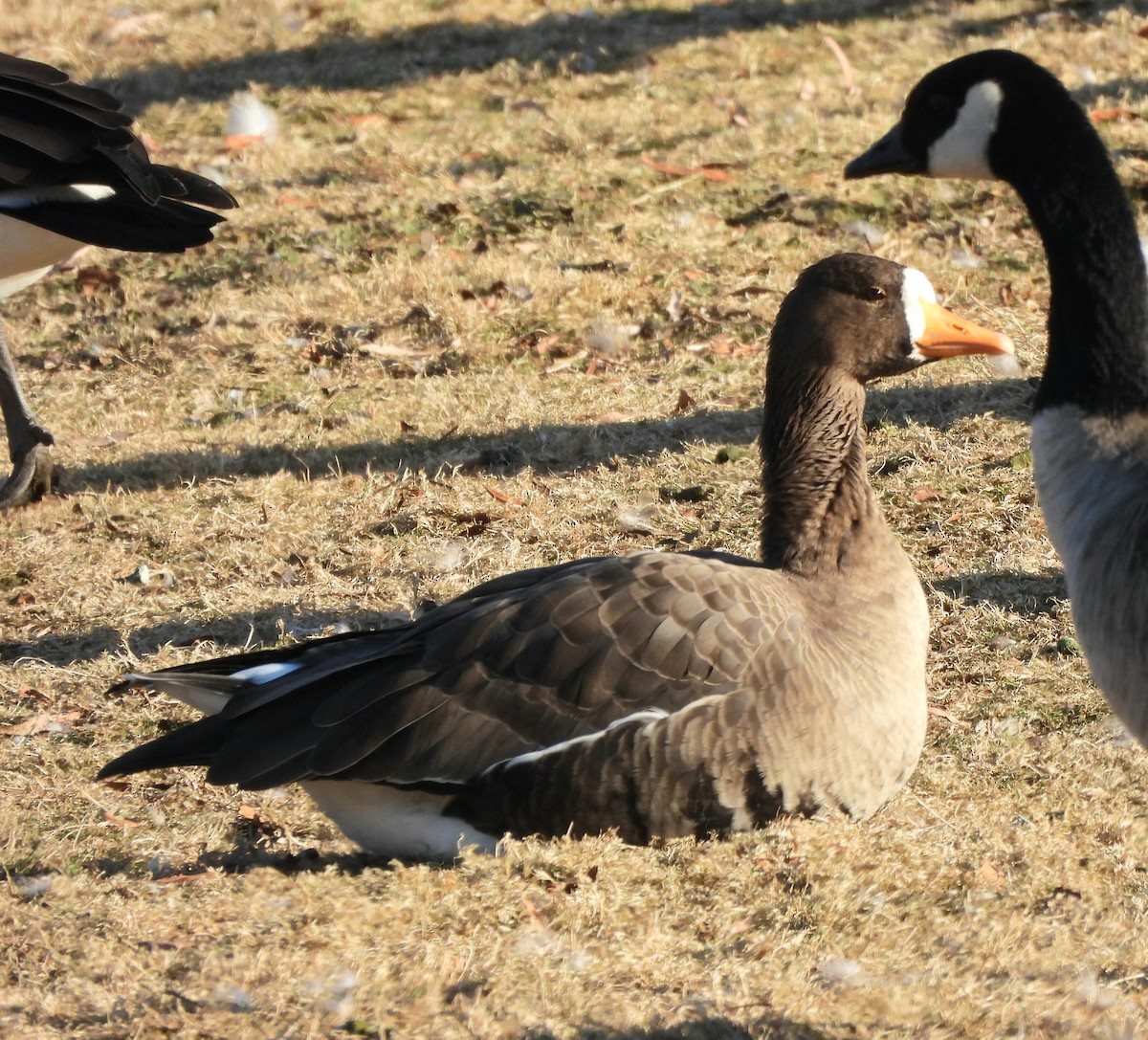 Greater White-fronted Goose - ML612317031