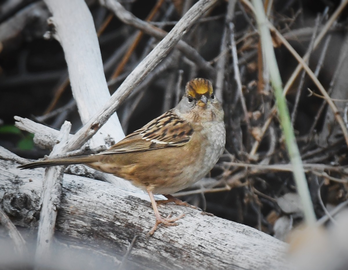 Golden-crowned Sparrow - Caleb P.