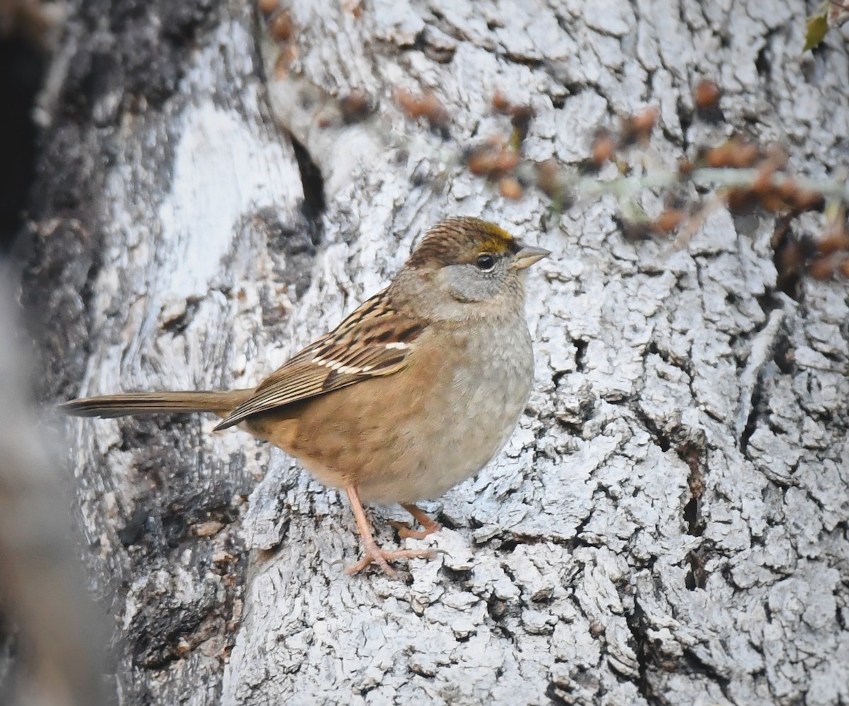 Golden-crowned Sparrow - Caleb P.