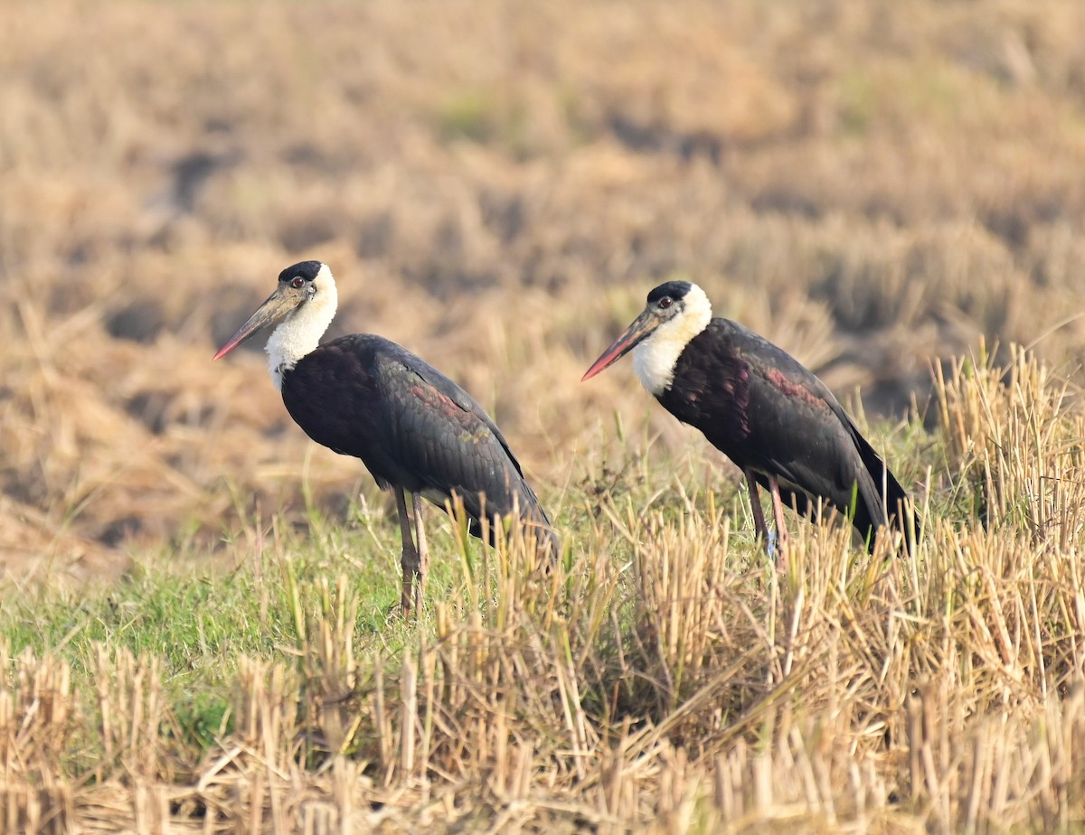 Asian Woolly-necked Stork - ML612317620