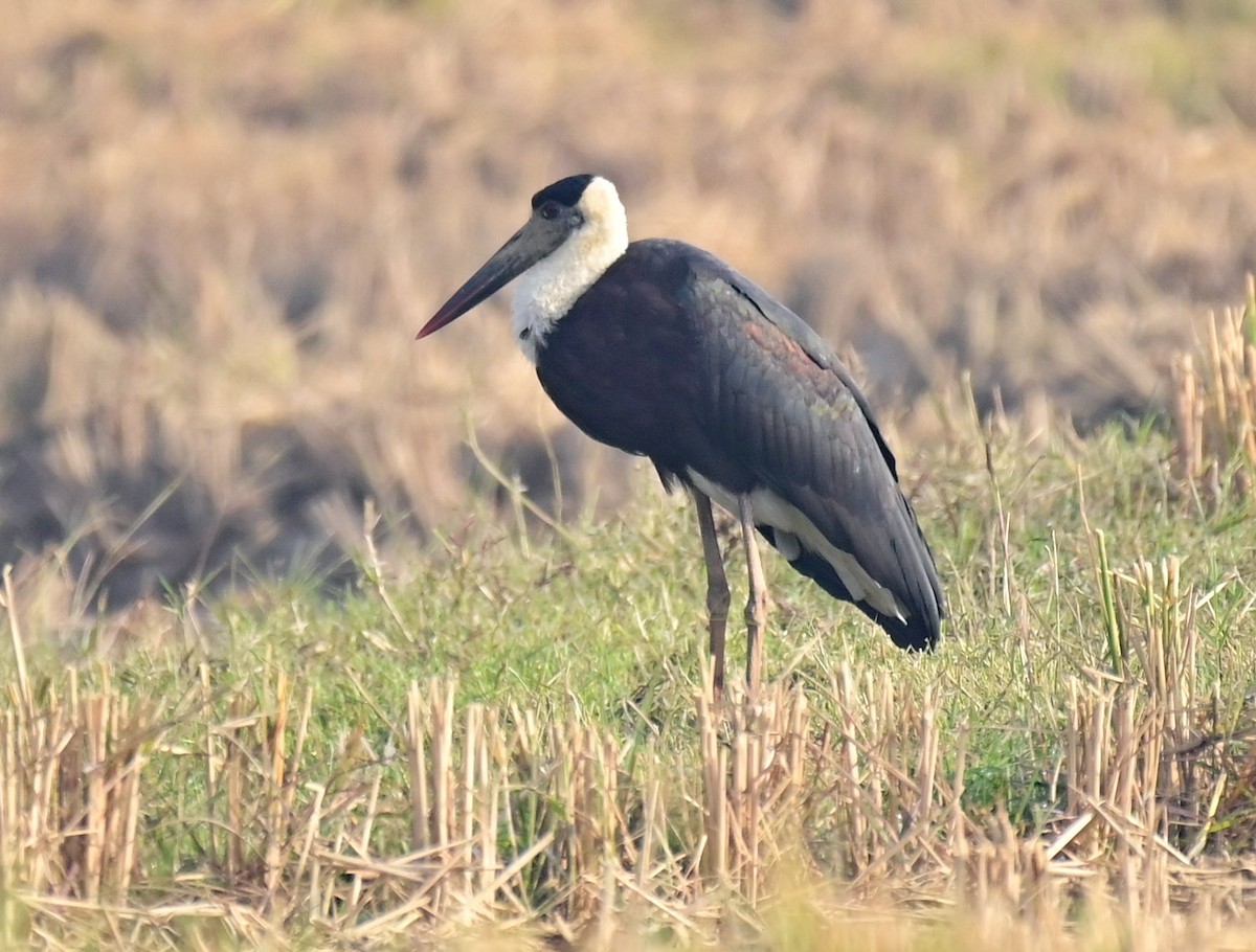 Asian Woolly-necked Stork - ML612317621