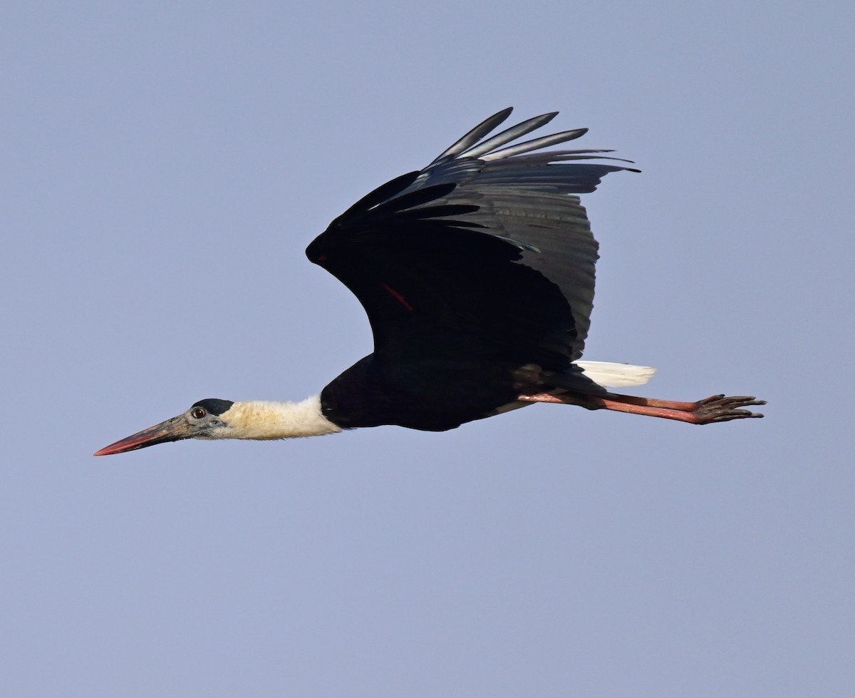 Asian Woolly-necked Stork - ML612317622