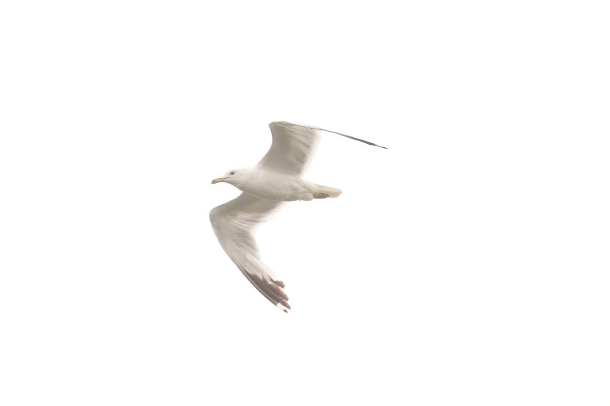 Делавэрская чайка - ML612317675
