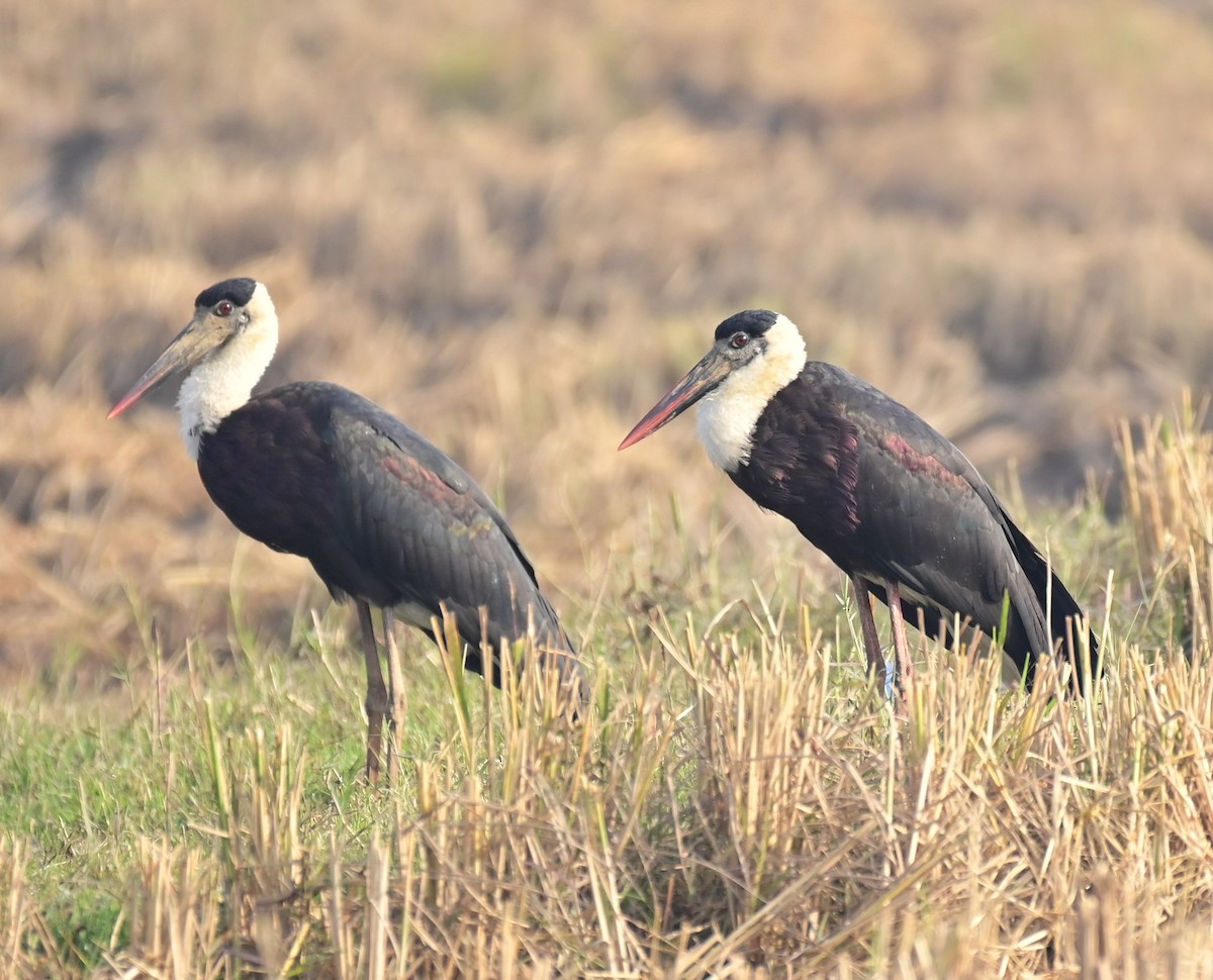 Asian Woolly-necked Stork - ML612317821