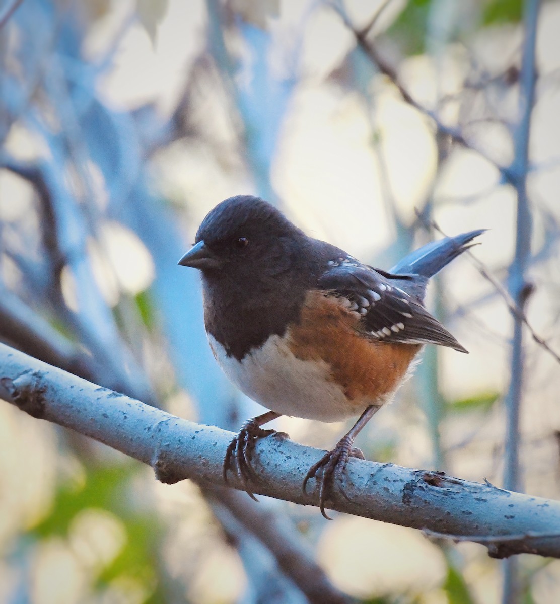 Spotted Towhee - ML612317941