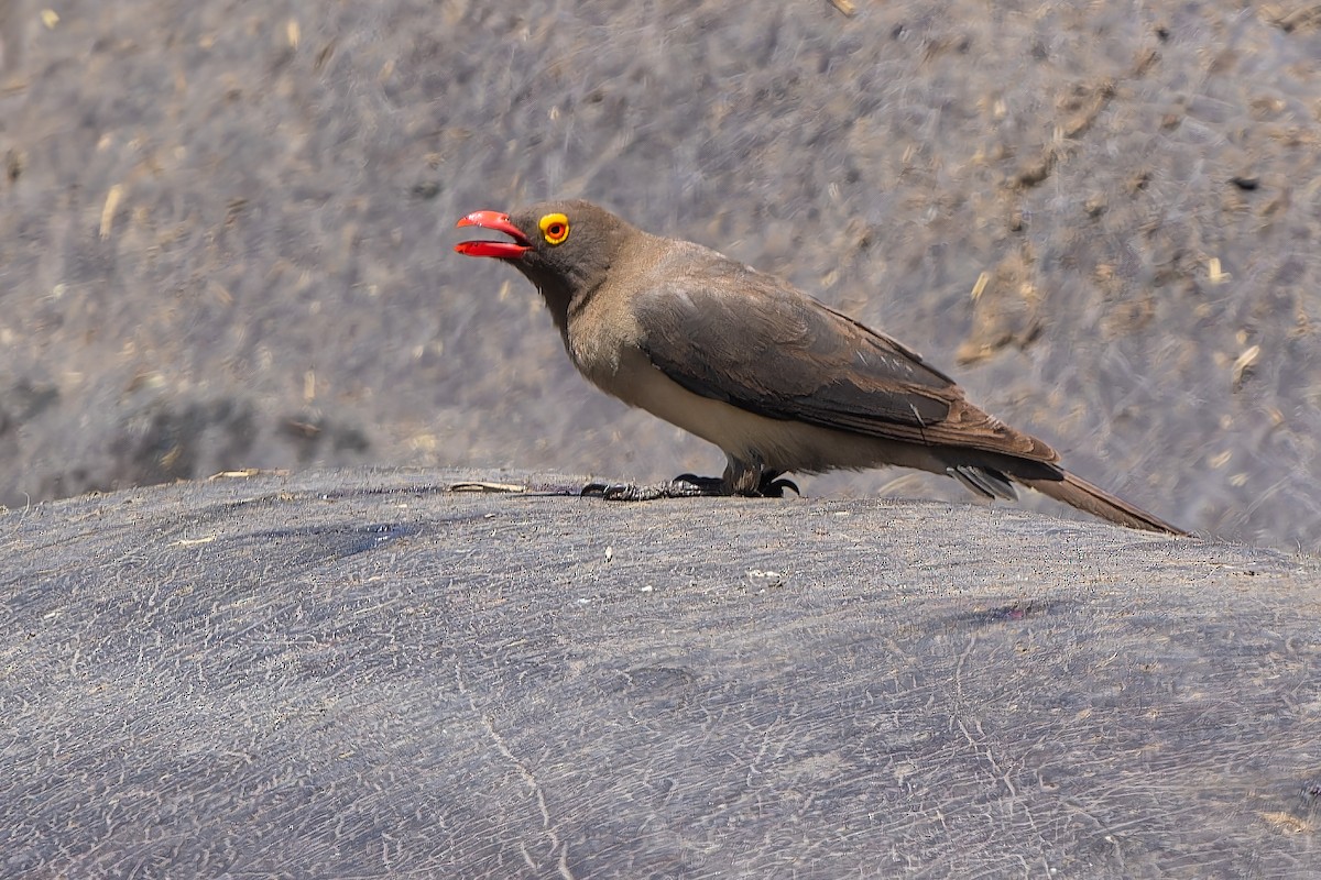 Red-billed Oxpecker - ML612318331