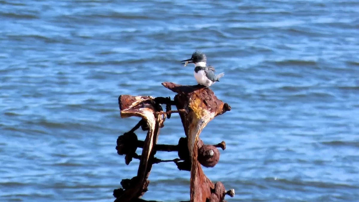 Belted Kingfisher - ML612318334
