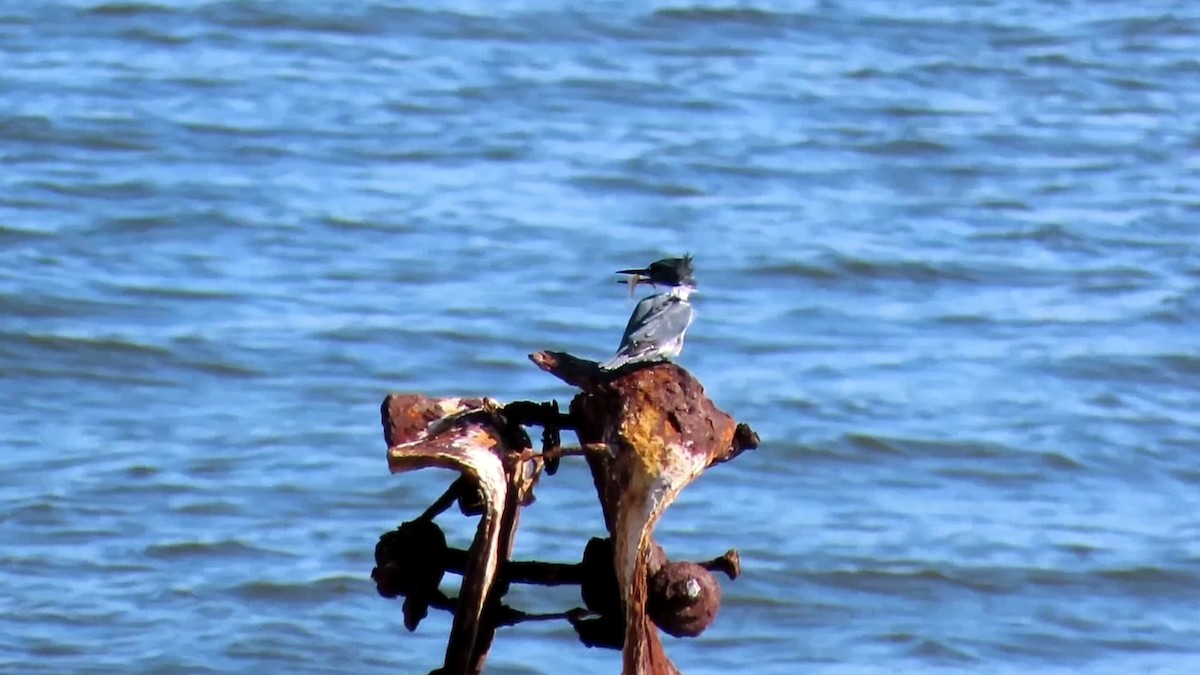 Belted Kingfisher - ML612318336