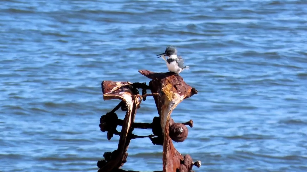 Belted Kingfisher - ML612318338
