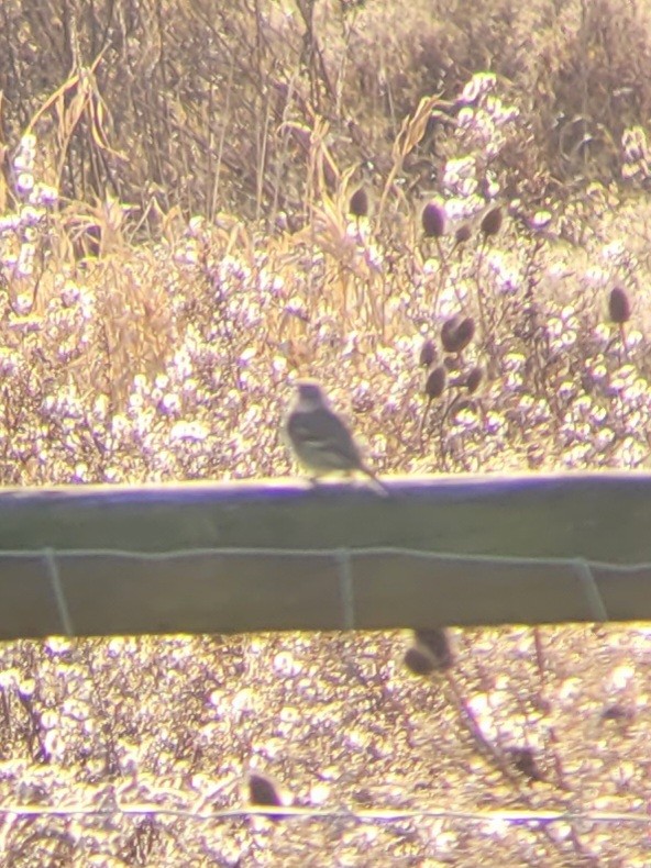 Ebird Checklist Dec Stakeout Gray Flycatcher W Back Mountain Rd Belleville