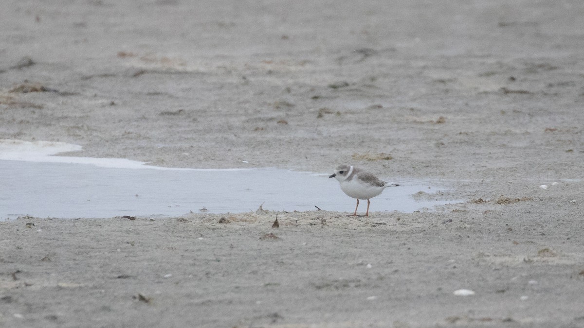 Piping Plover - ML612319126