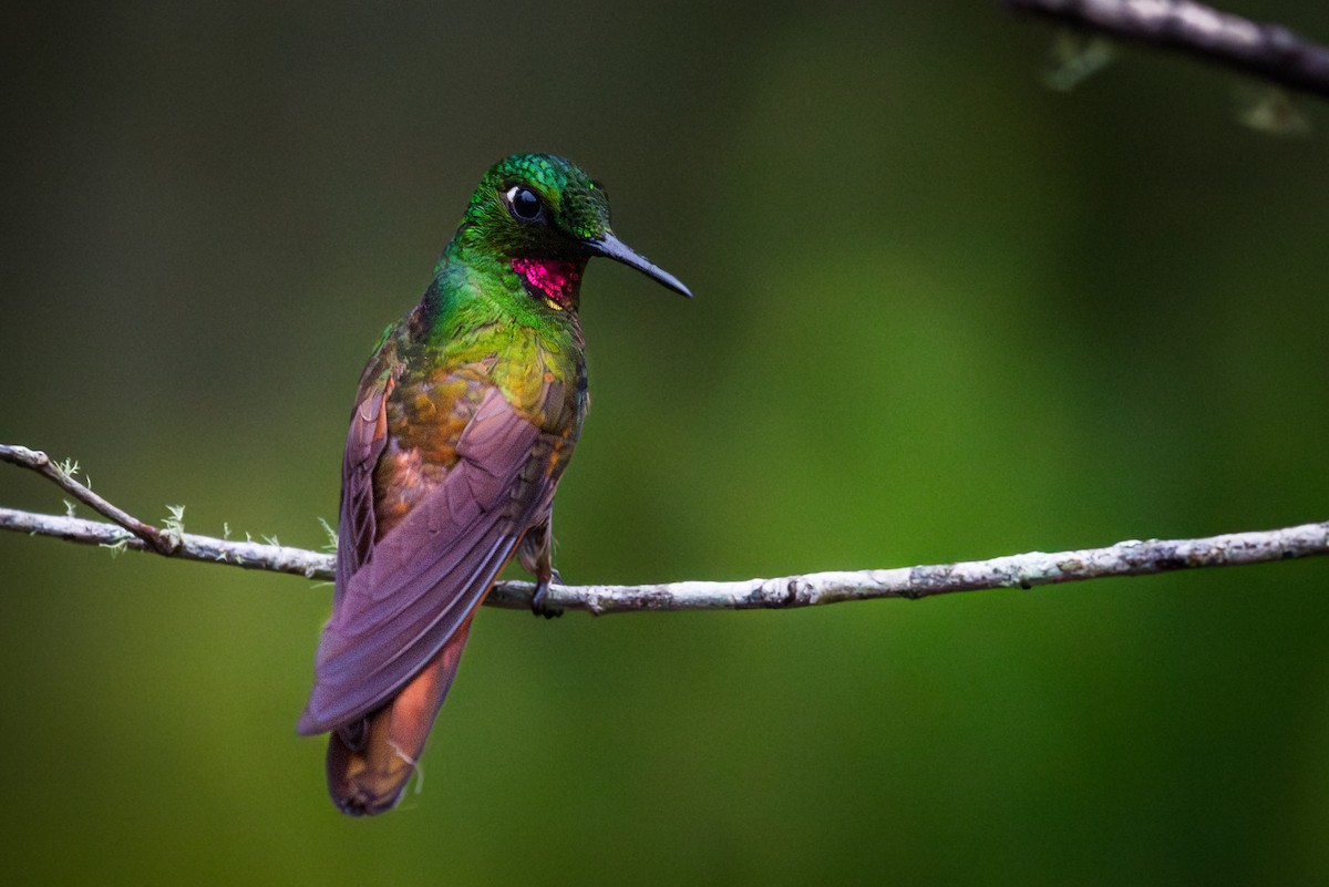 kolibřík brazilský - ML612319435