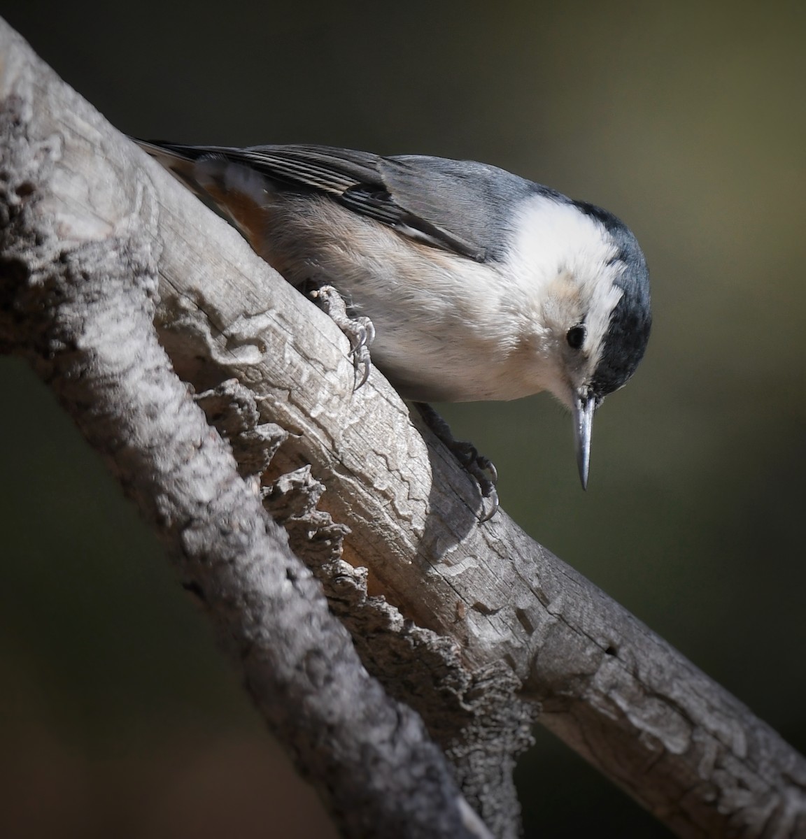 White-breasted Nuthatch - ML612319650