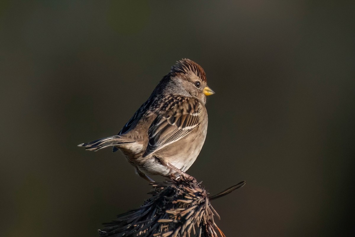 White-crowned Sparrow - ML612319761
