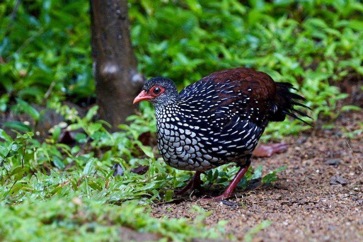 Цейлонская шпорцевая курица - ML612319856