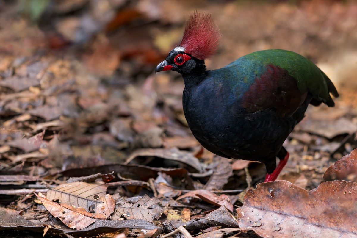 Crested Partridge - ML612319901