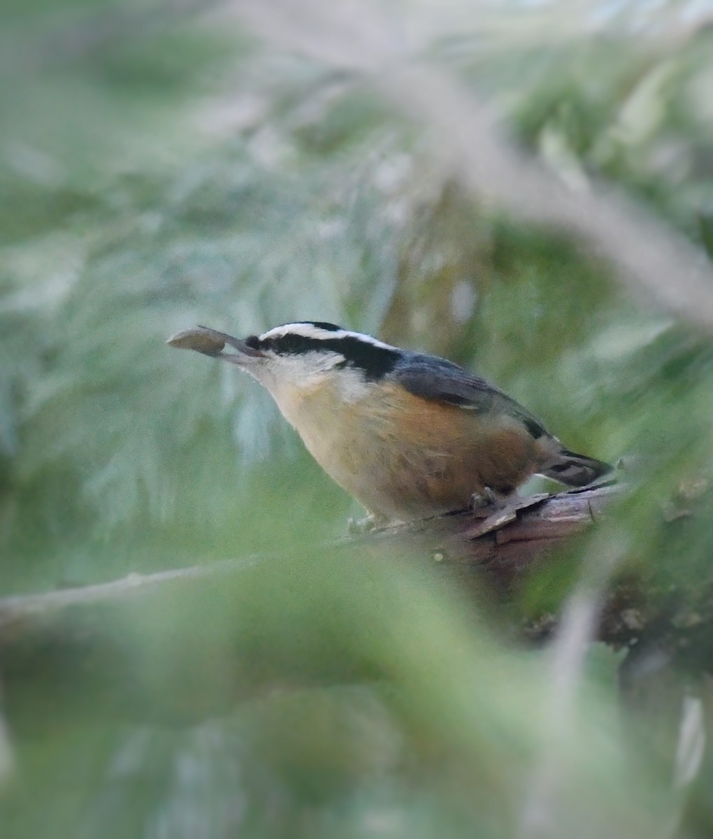 Red-breasted Nuthatch - ML612320151