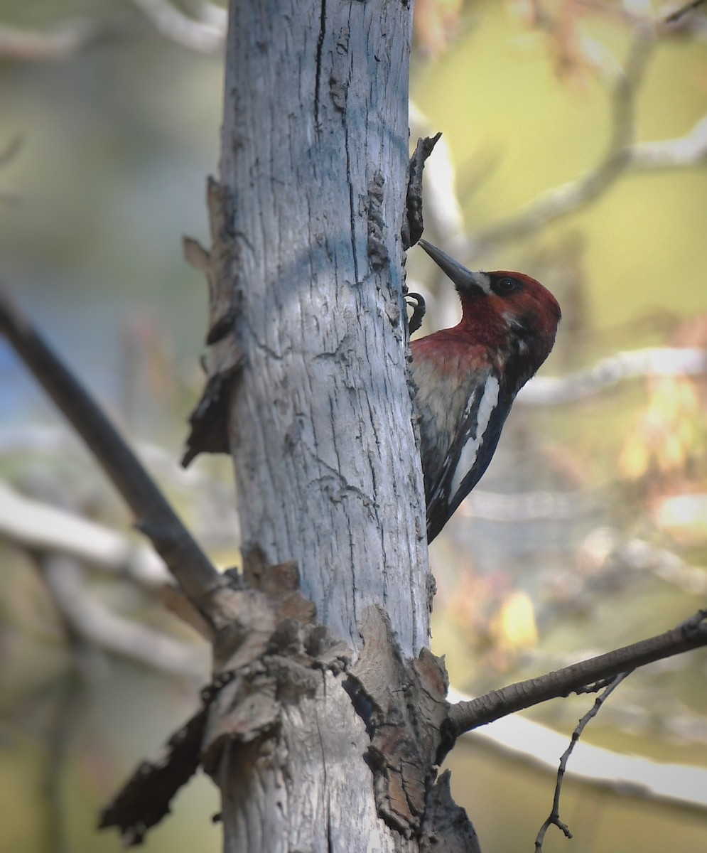 Red-breasted Sapsucker - ML612320374