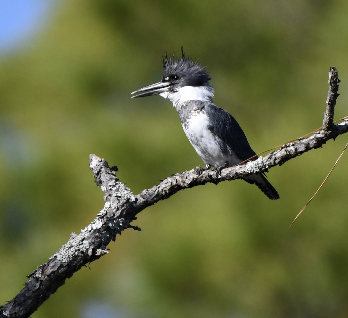 Belted Kingfisher - ML612320435