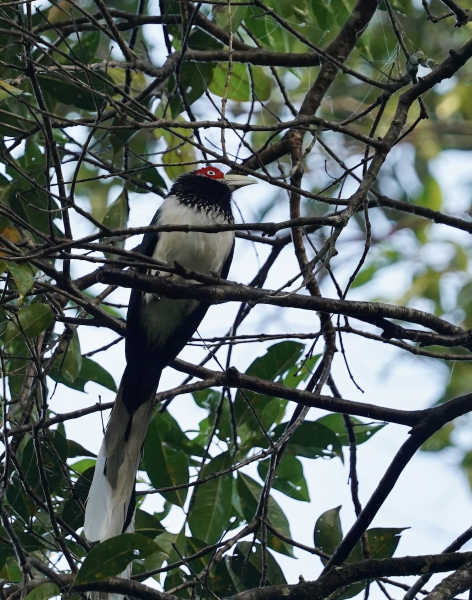 Red-faced Malkoha - ML612320697