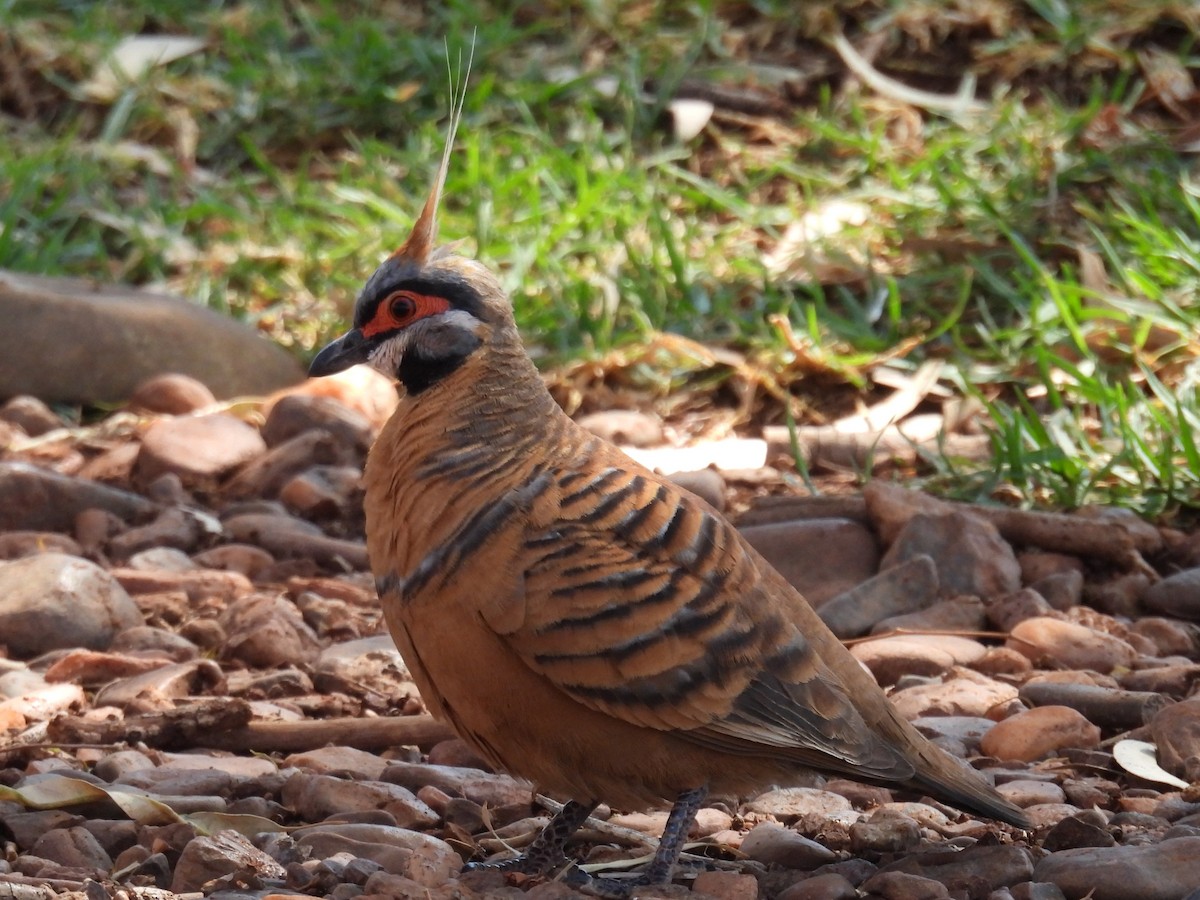 Spinifex Pigeon (Rufous-bellied) - ML612320784