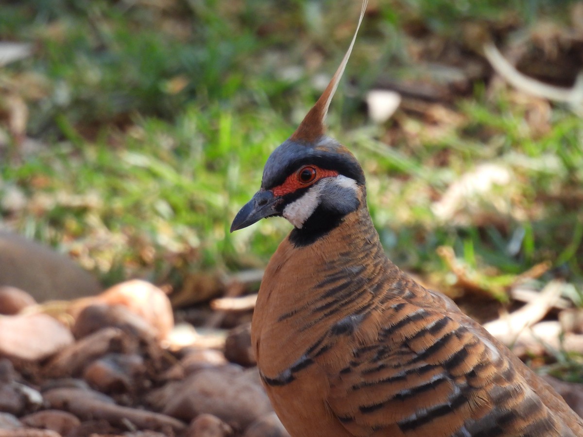 Spinifex Pigeon (Rufous-bellied) - ML612320790
