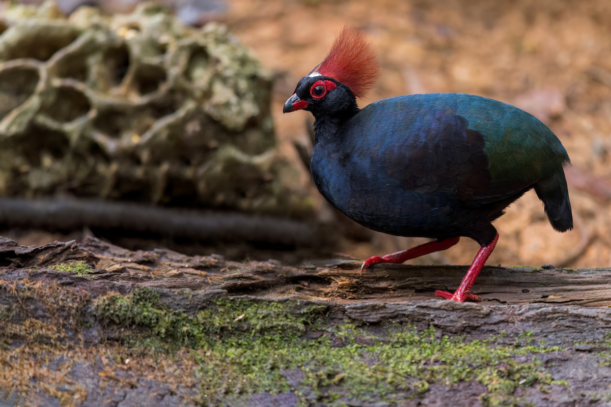 Crested Partridge - ML612320904