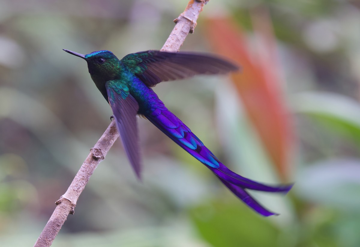 Violet-tailed Sylph - ML612320950