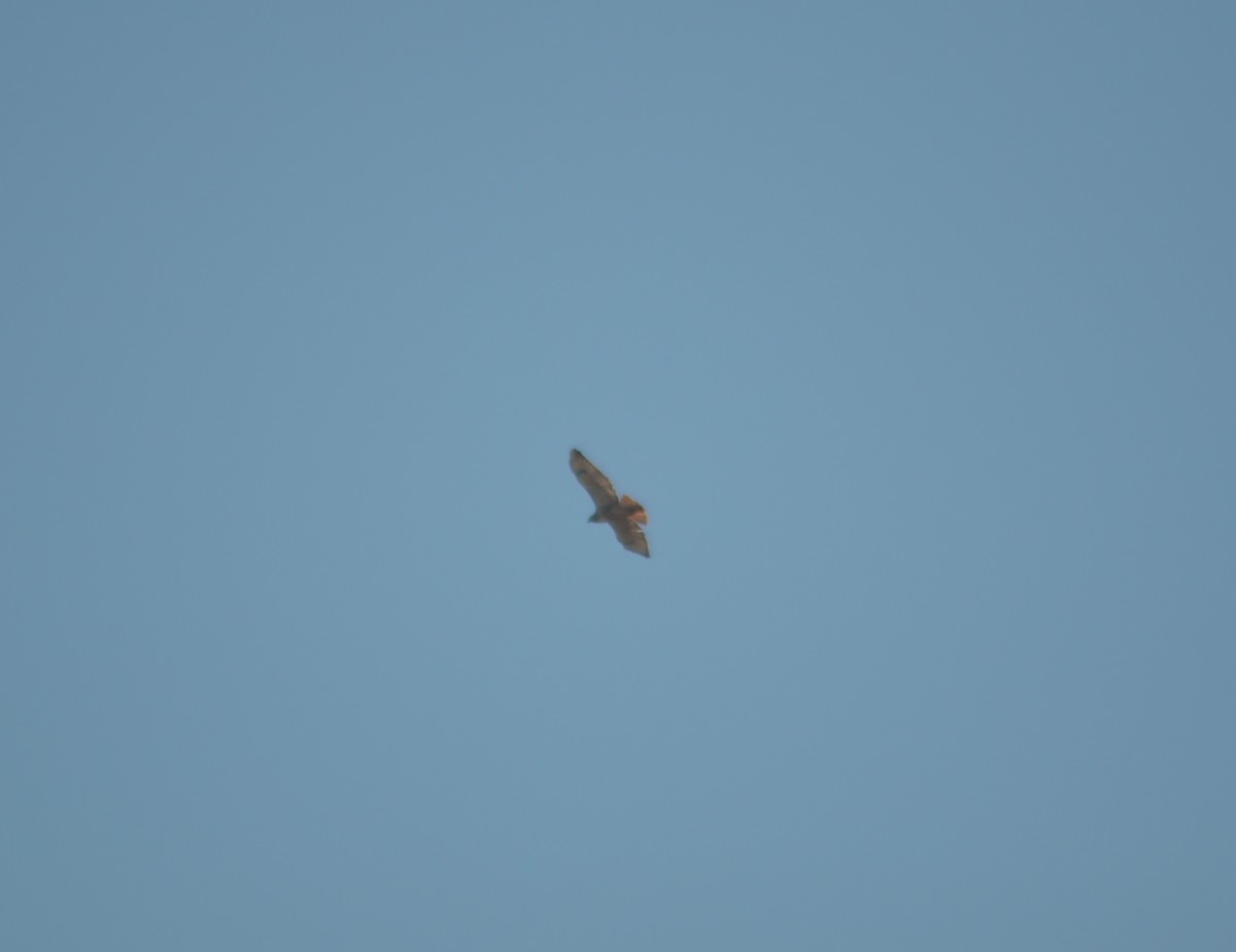Red-tailed Hawk - ML612321038