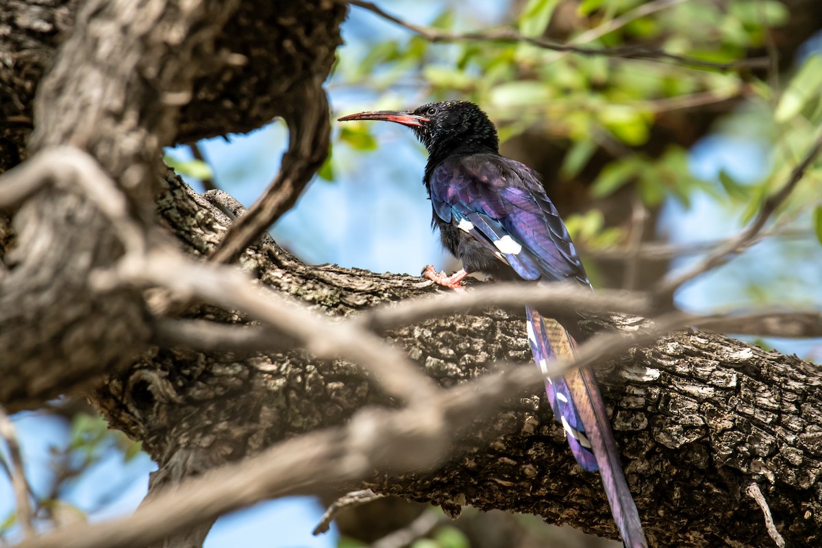 Violet Woodhoopoe (Violet) - Dominic More O’Ferrall