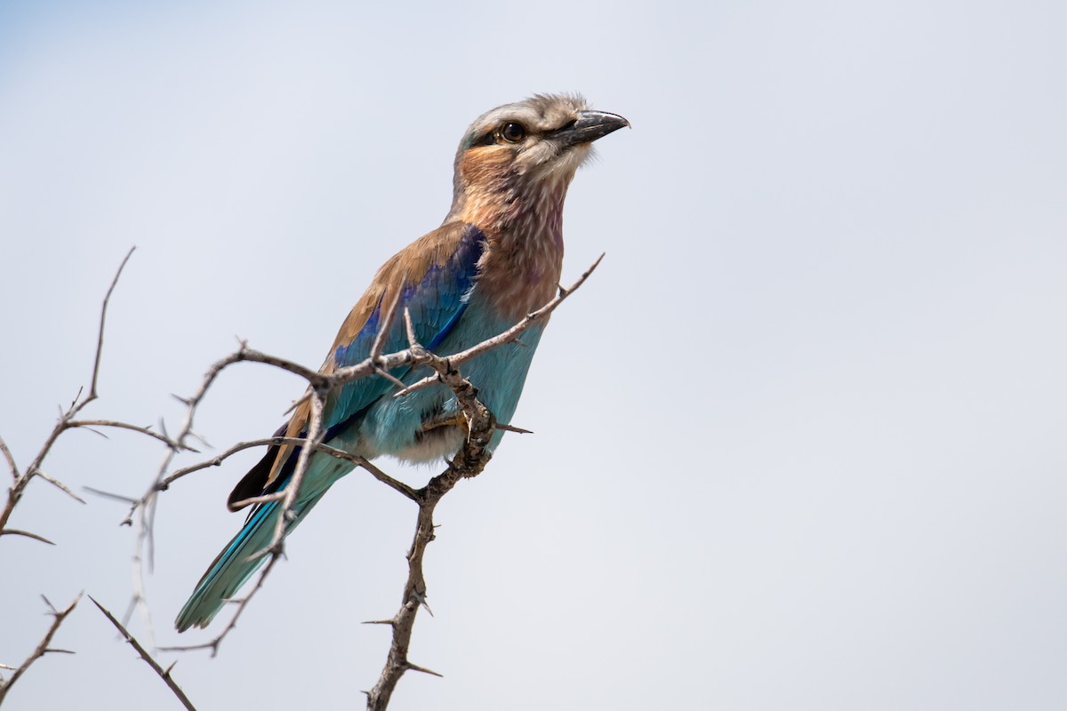 Lilac-breasted Roller - ML612321336