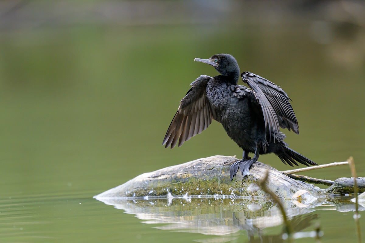 Little Black Cormorant - Roger MacKertich