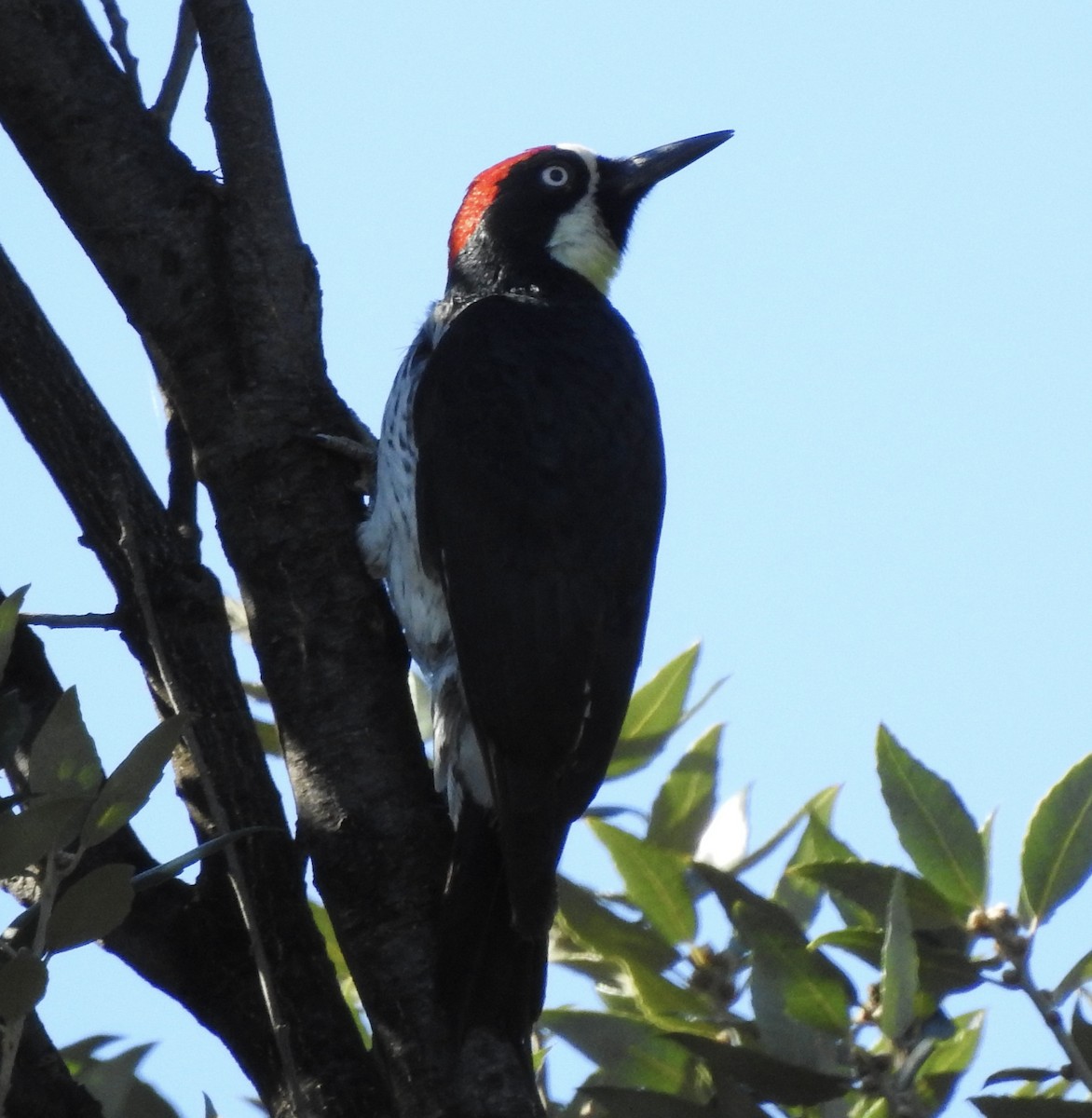 Acorn Woodpecker - ML612321778