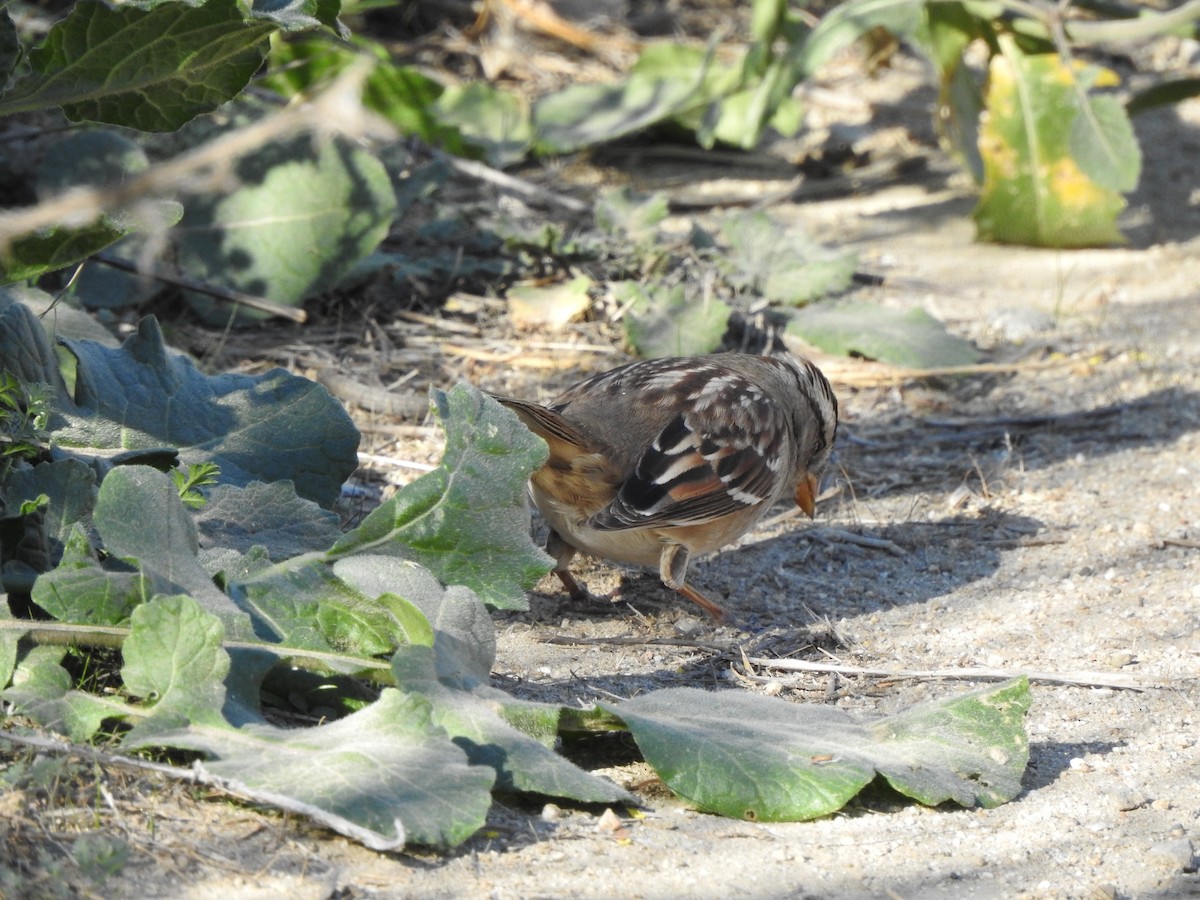 White-crowned Sparrow - ML612321795