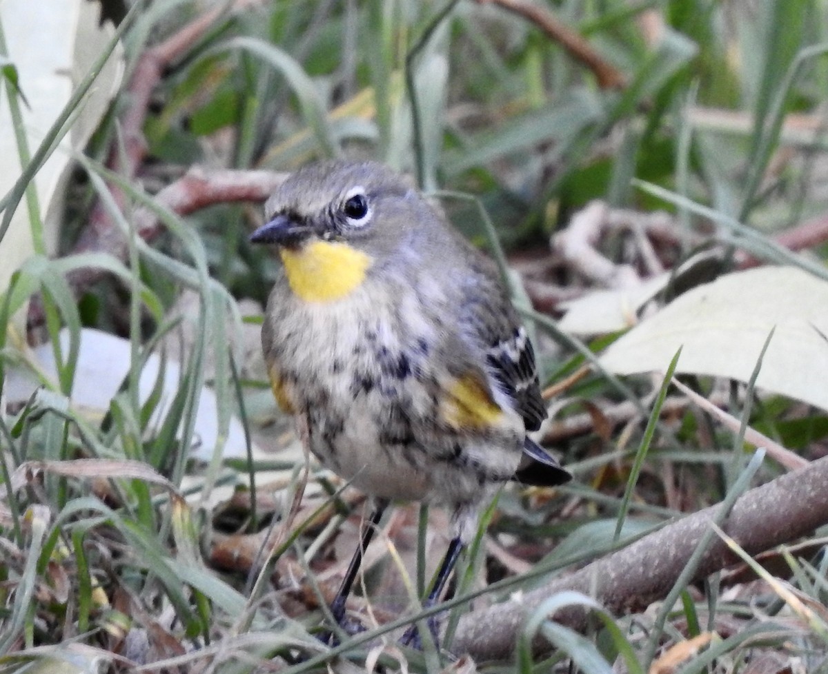 Yellow-rumped Warbler (Audubon's) - ML612321939