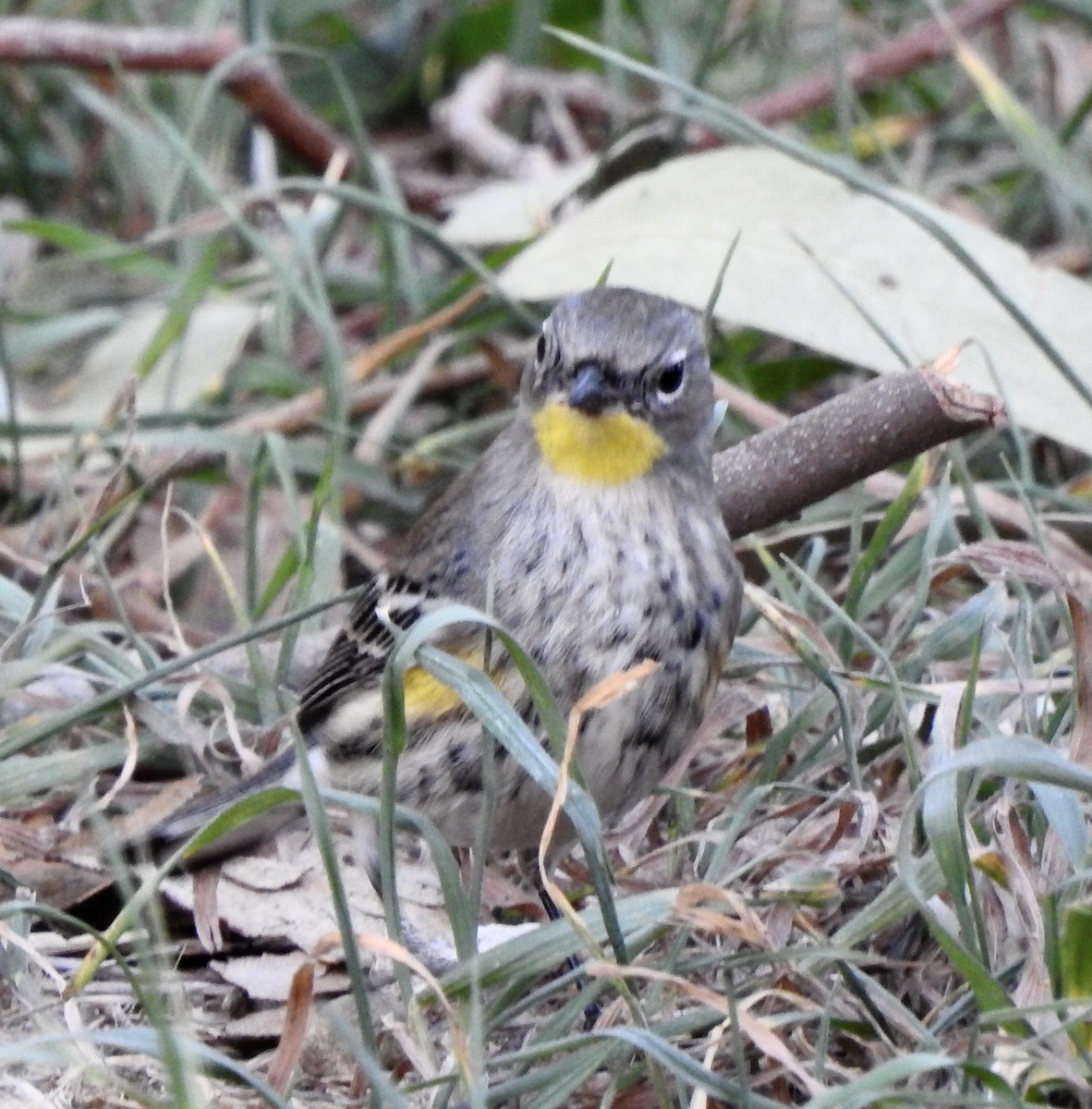 Yellow-rumped Warbler (Audubon's) - ML612321941
